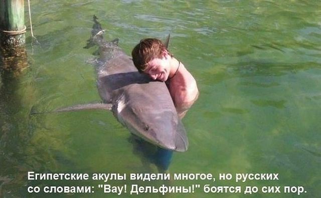 вау, дельфины.jpg