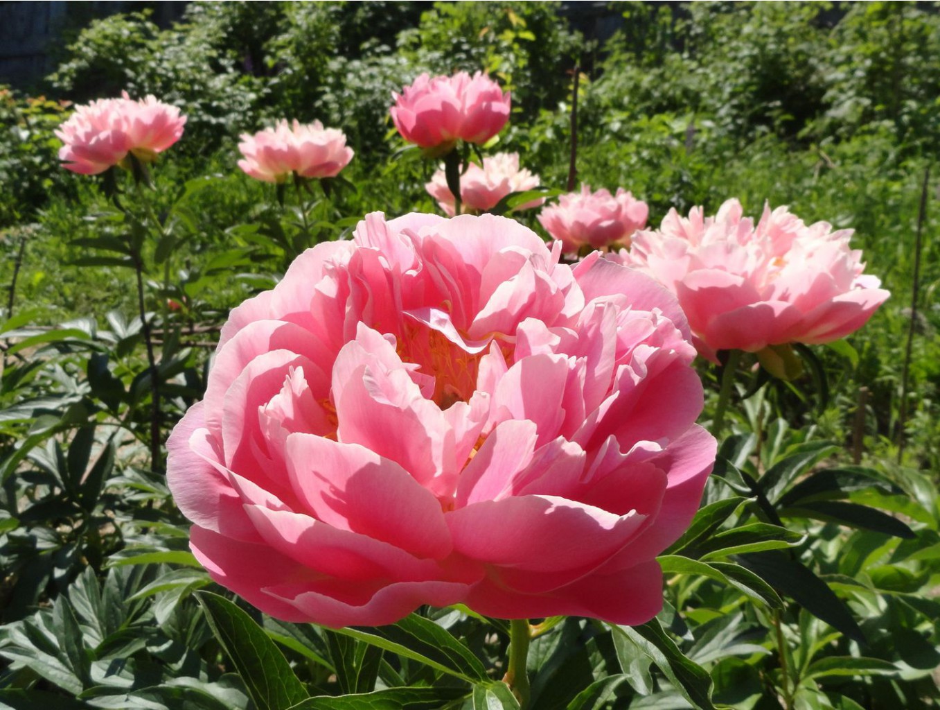 Pink Hawaiian Coral