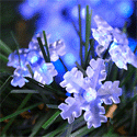 snezhinka-blue-mini.gif