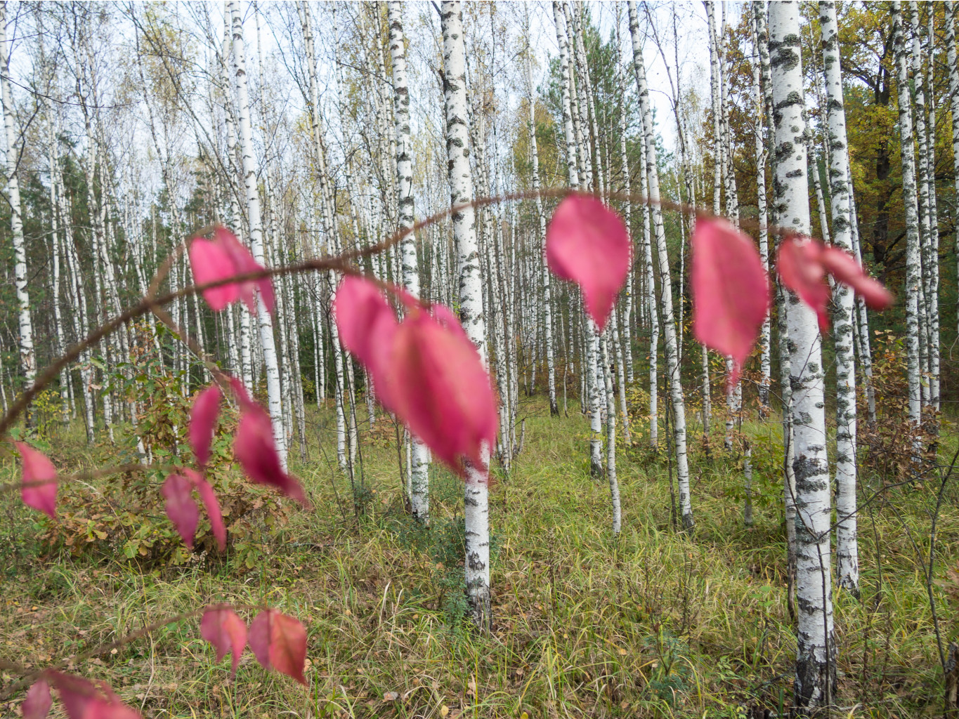 PA060335-2.jpg