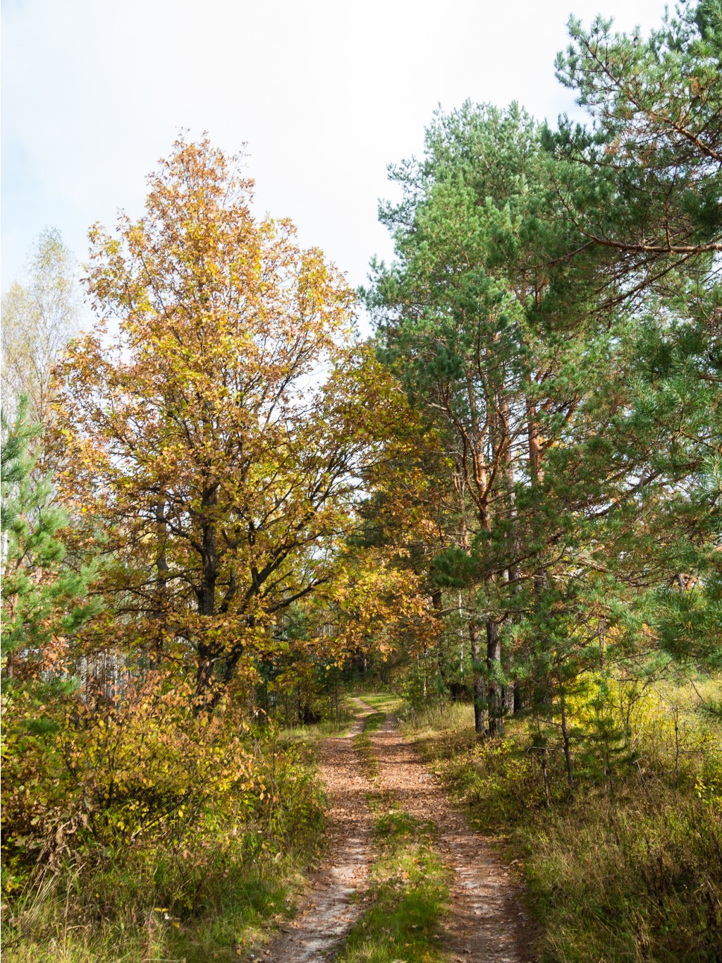 PA060340-2.jpg
