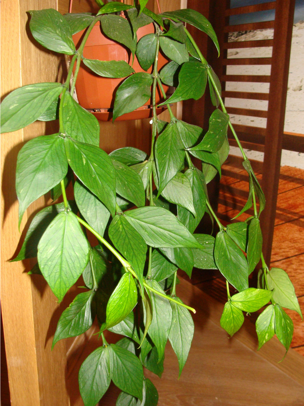 Hoya polyneura 