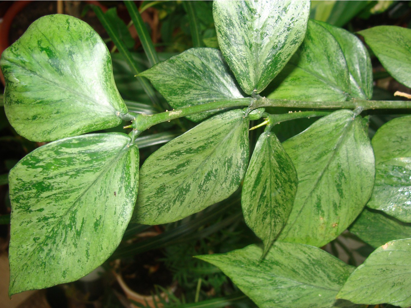 Hoya polyneura Broget