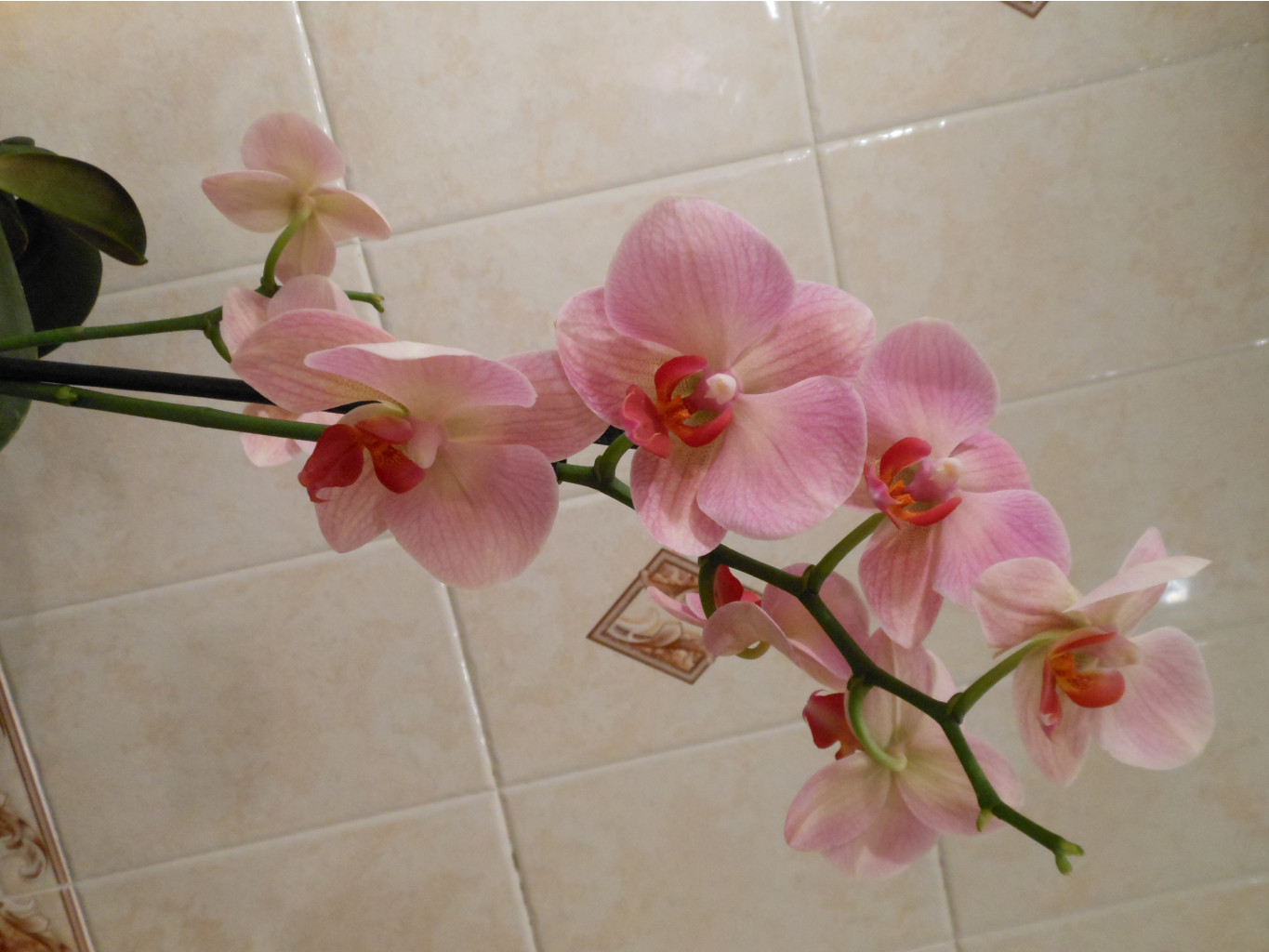 DSCN0132.JPG