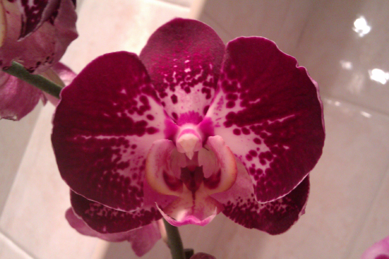 IMAG0179.jpg