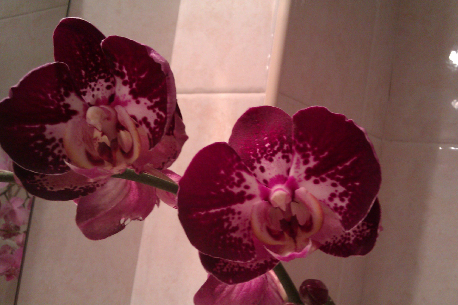 IMAG0180.jpg