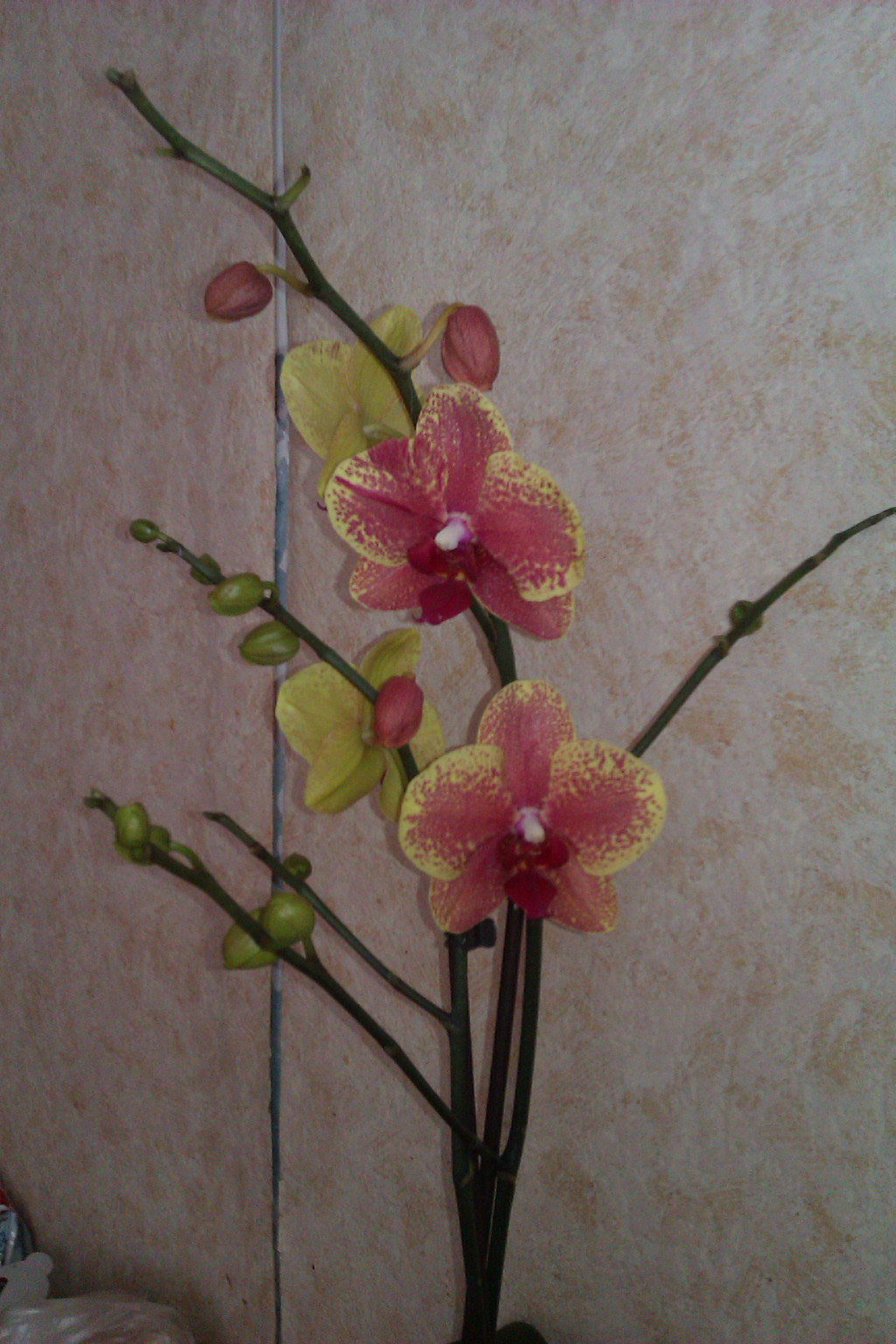 IMAG0318.jpg