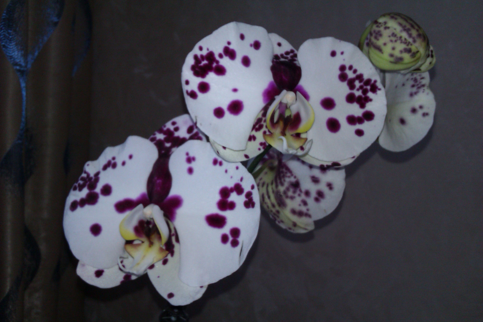 IMAG0344.jpg