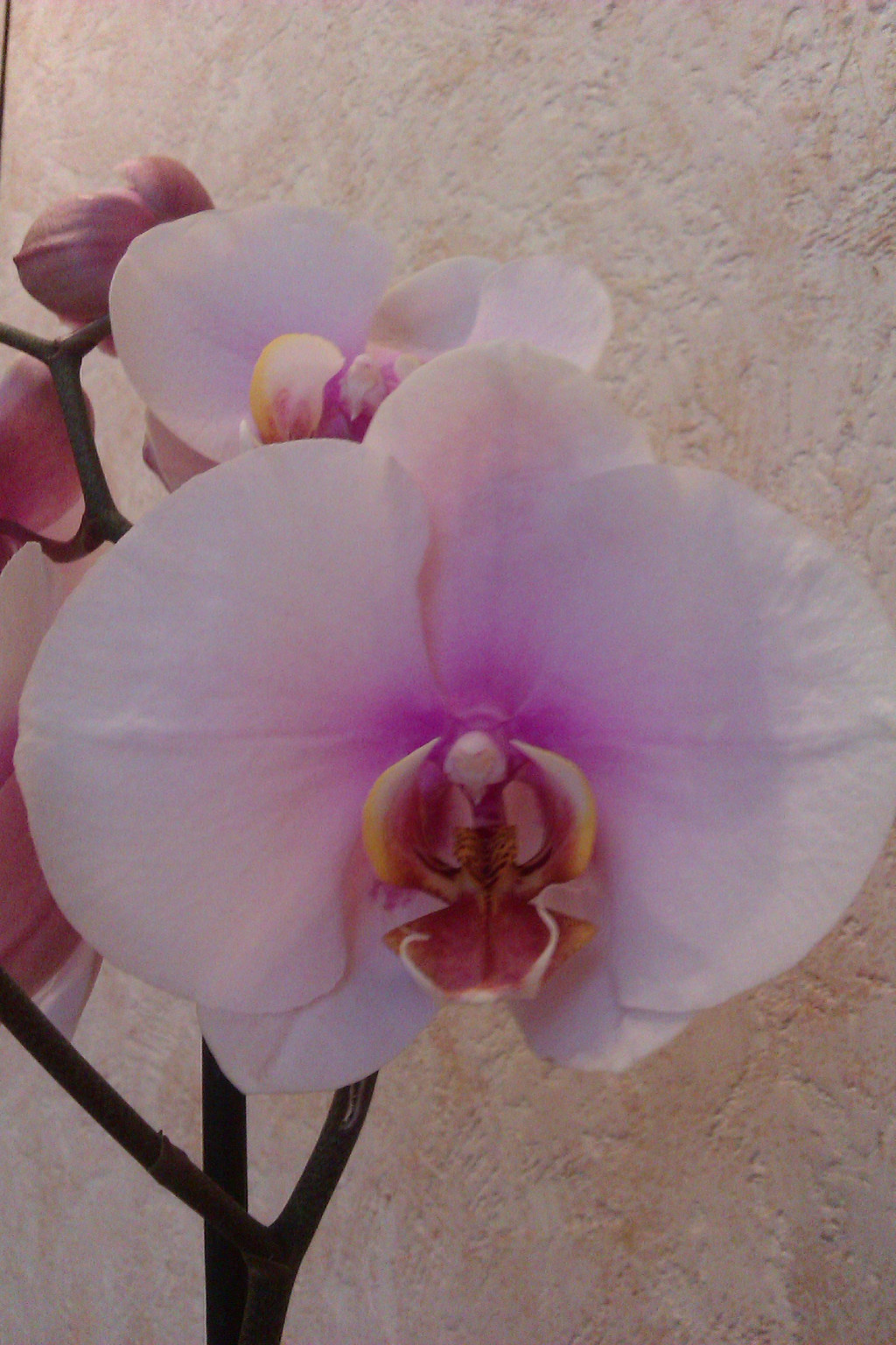 IMAG0249.jpg