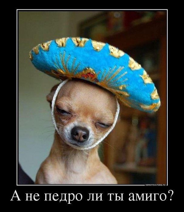 82219_a-ne-pedro-li-tyi-amigo.jpg