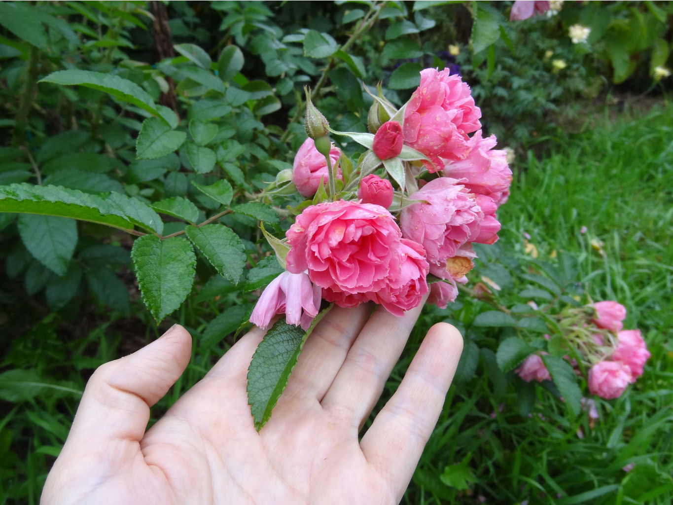 PINK GROOTENDORST