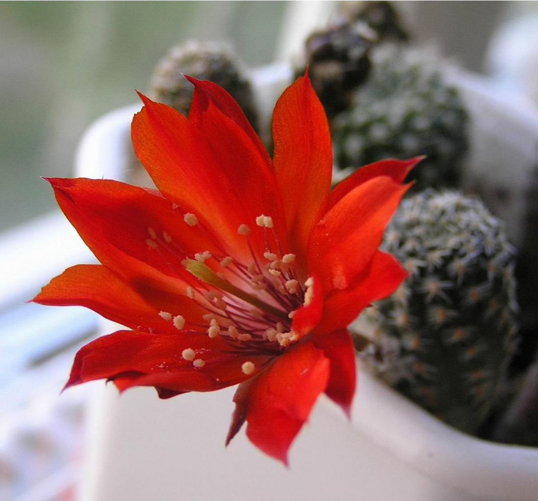 Rebutia violaceostaminata 12.05.2010