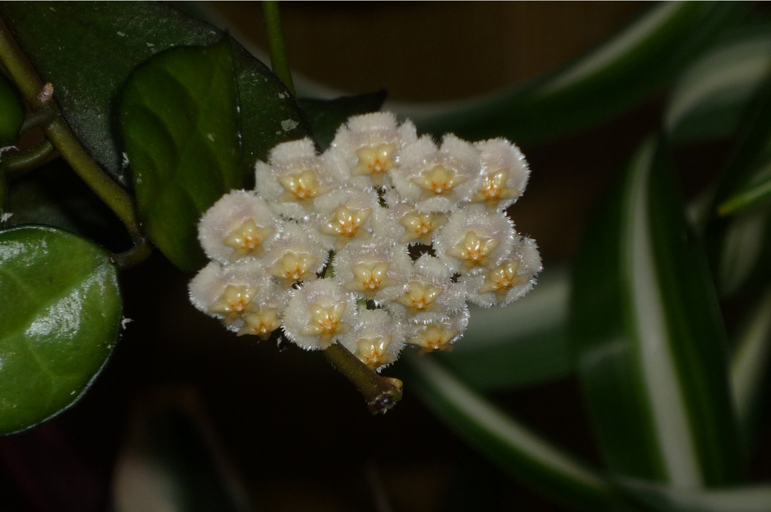 LACUNOSA
