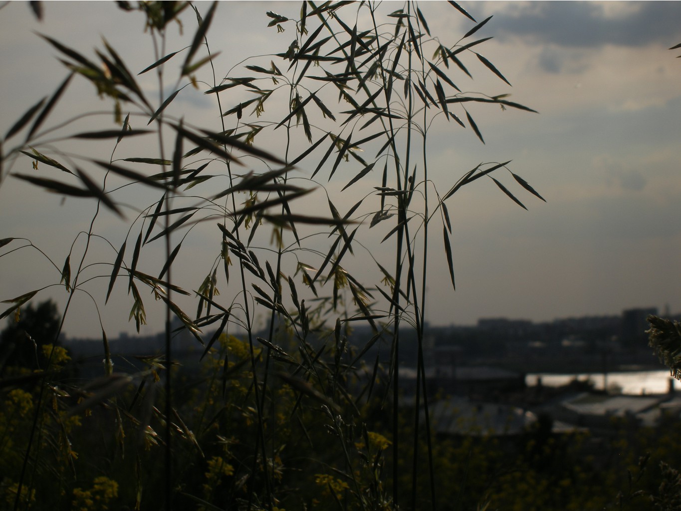 P6205265.JPG