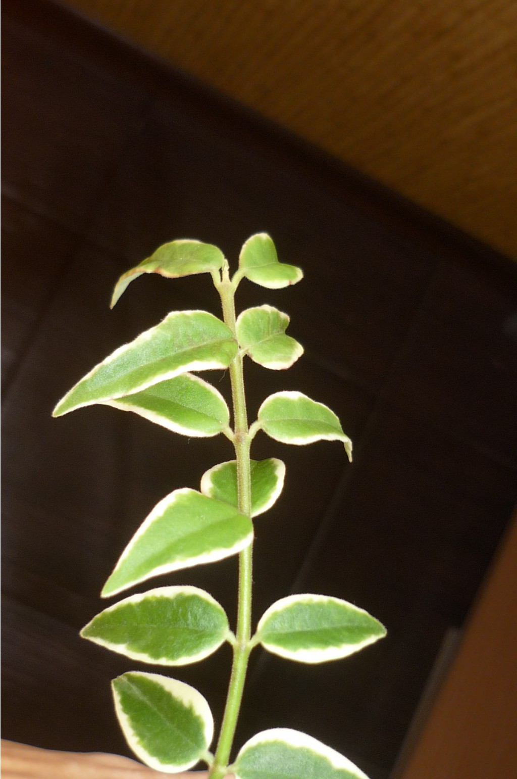 bella (albomarginate leaf form) (  )