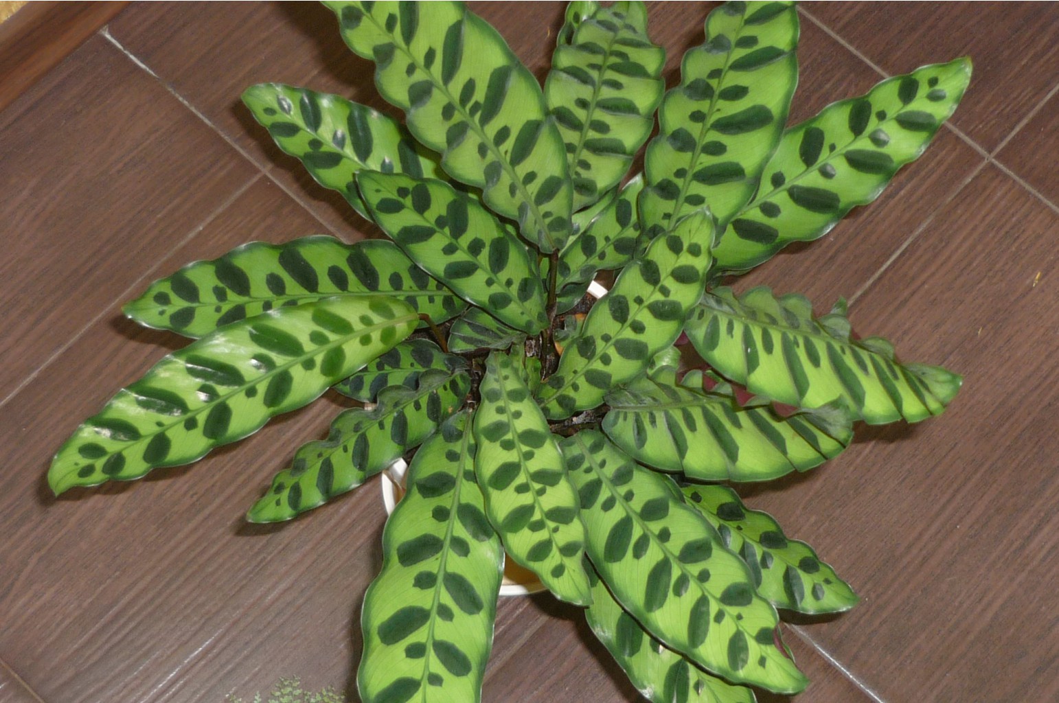 Calathea lancifolia  