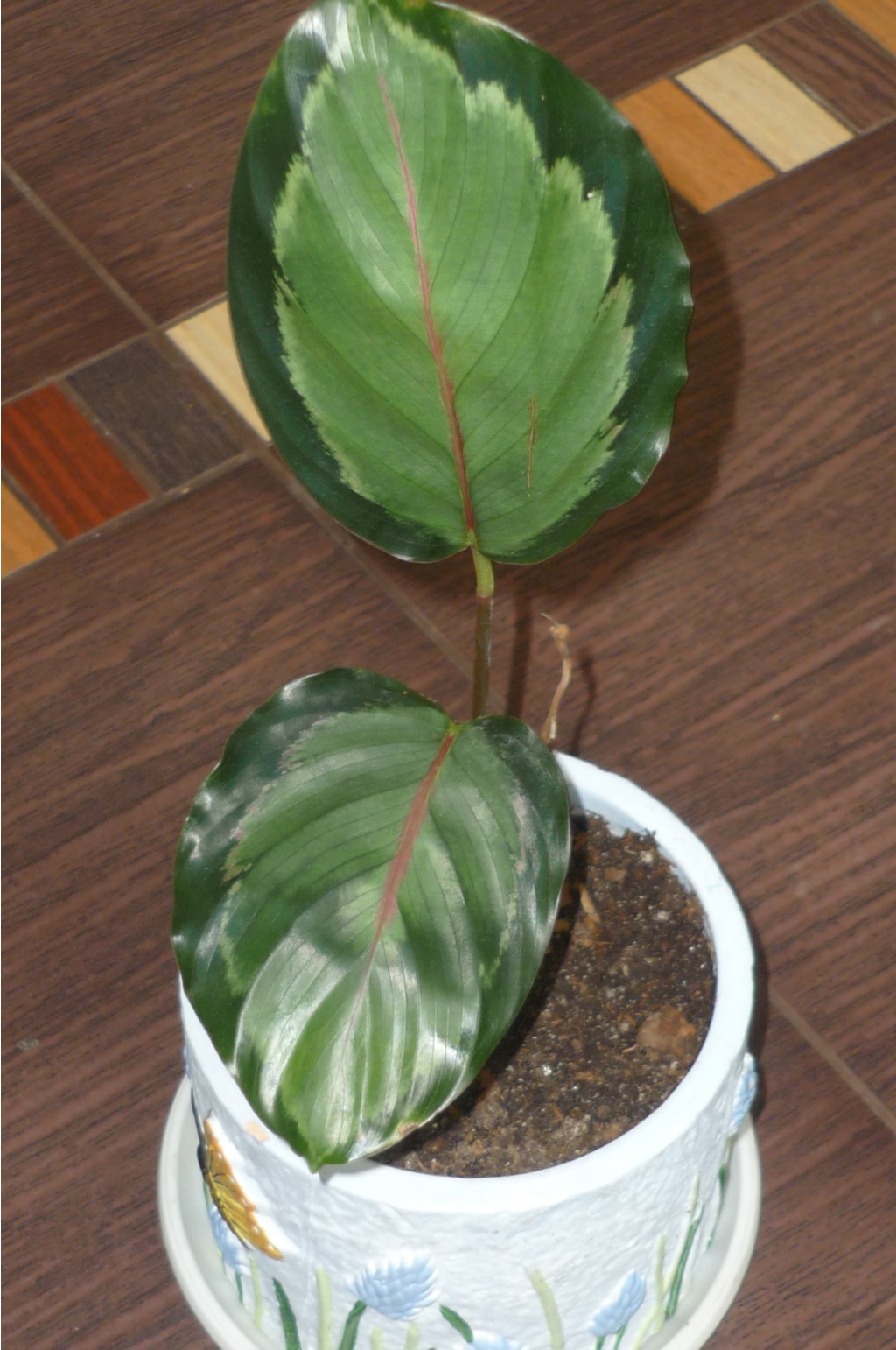 Calathea 