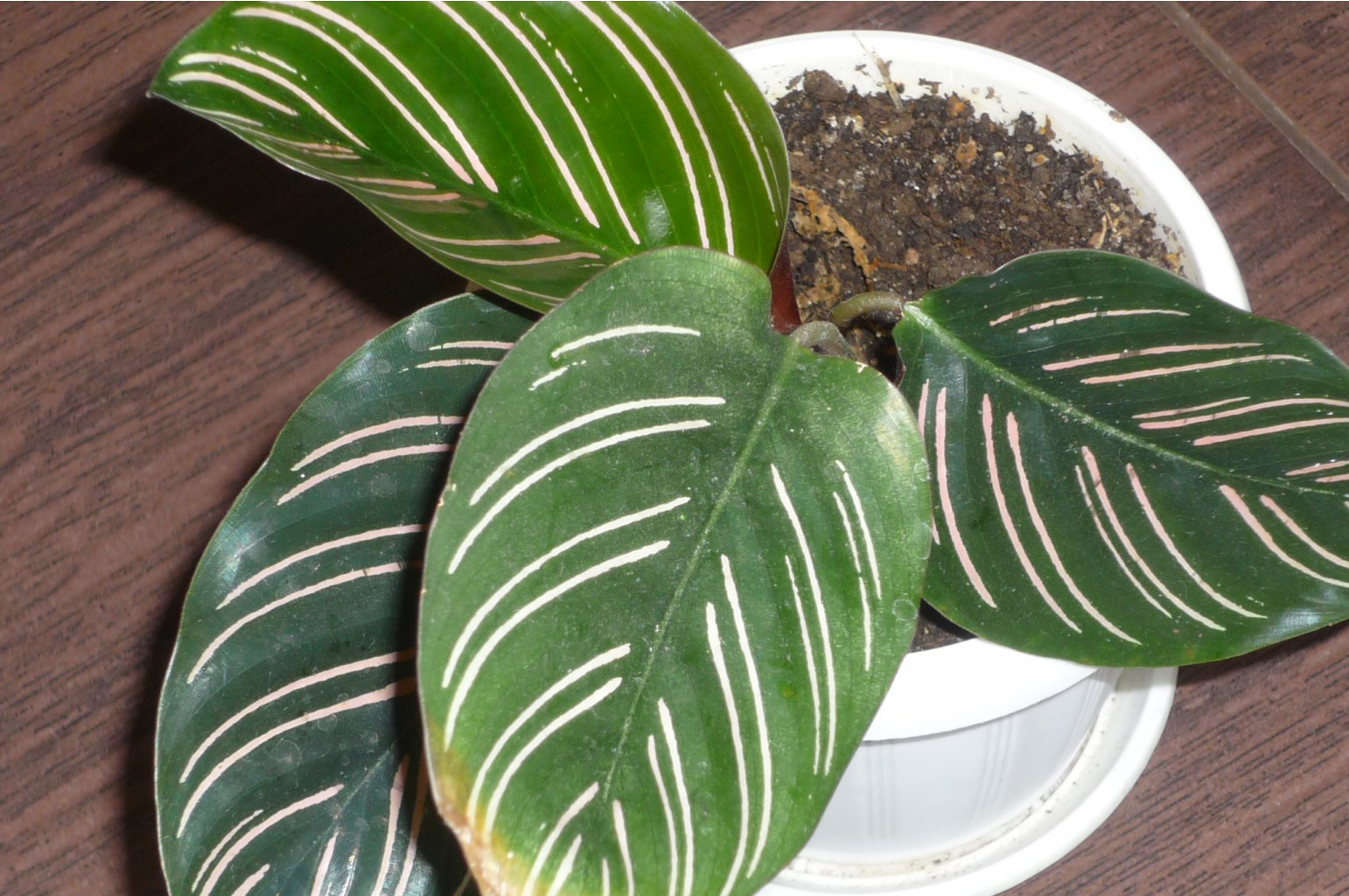 Calathea ornata  