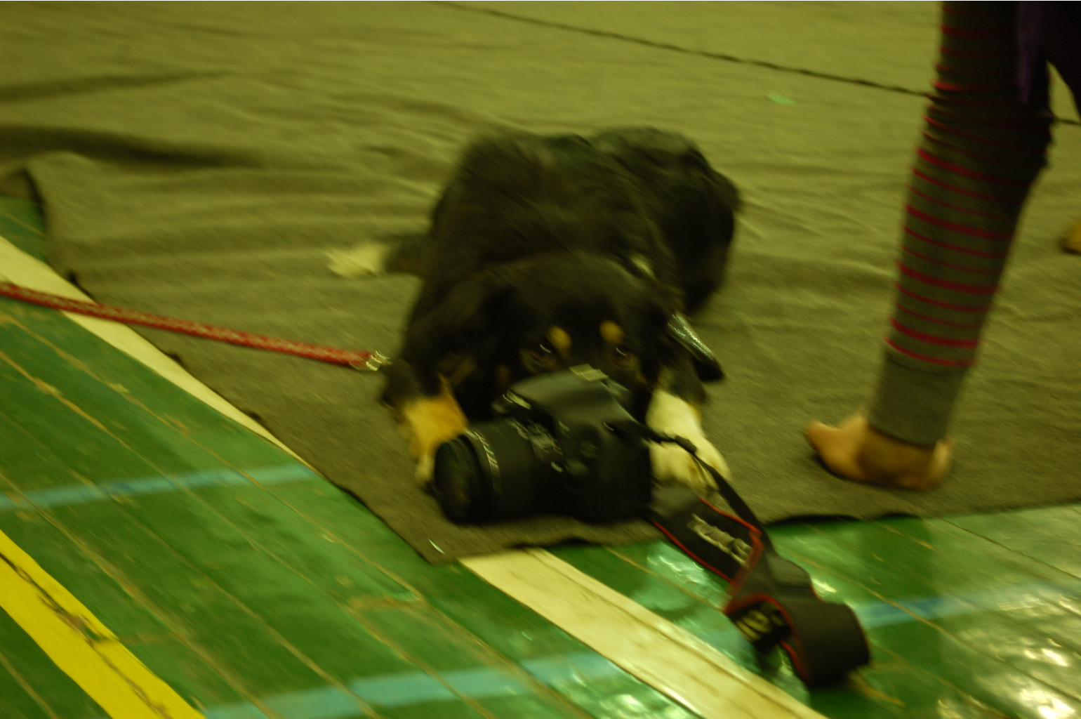 DSC_4447.JPG