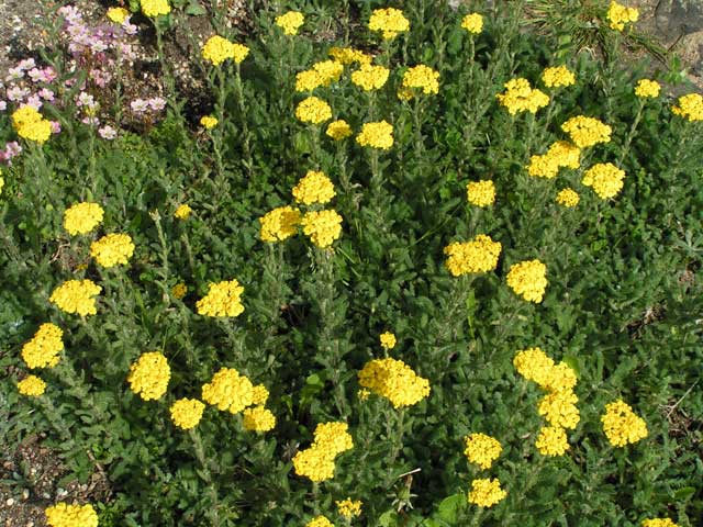    Achillea tomentosa