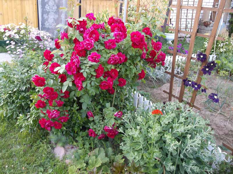 DSCF7201.jpg
