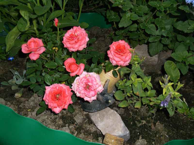 DSCF7260.jpg