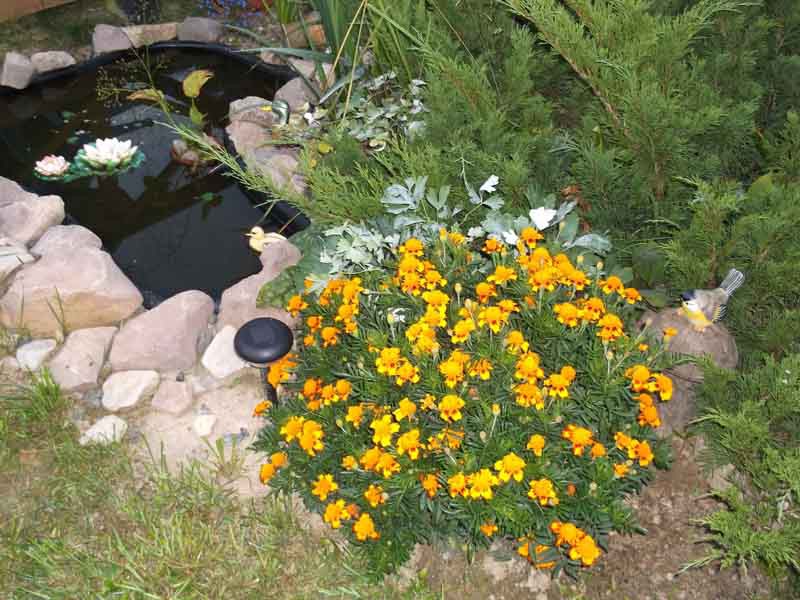 DSCF7264.jpg
