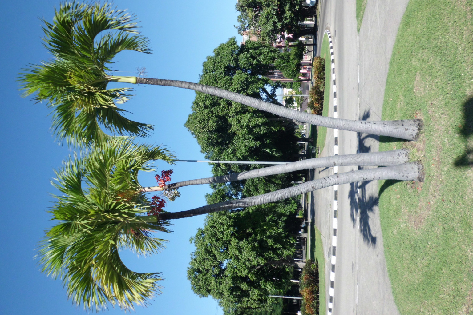 CIMG0593.JPG
