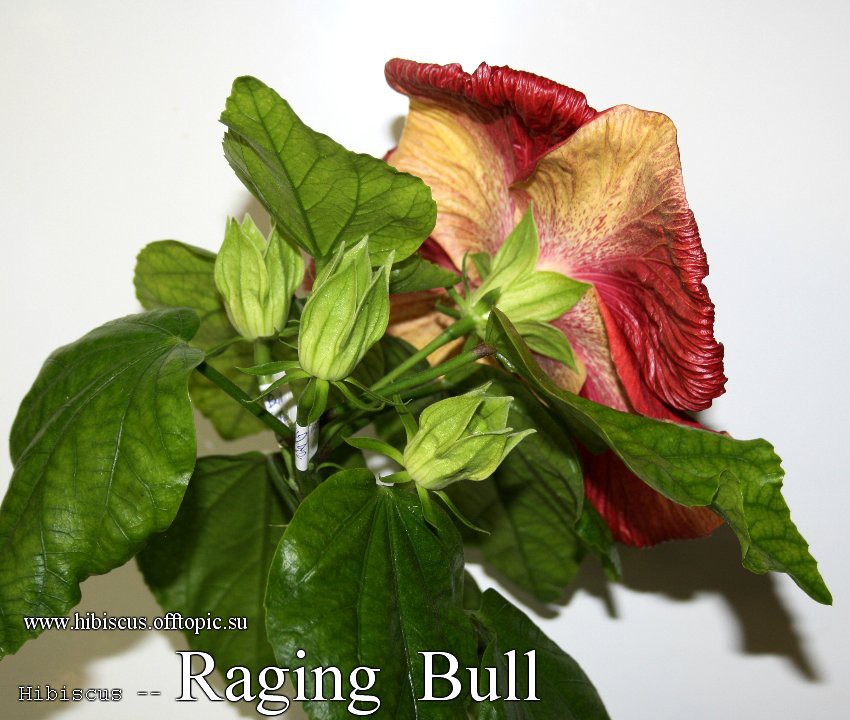 160 - Raging Bull-semki.jpg