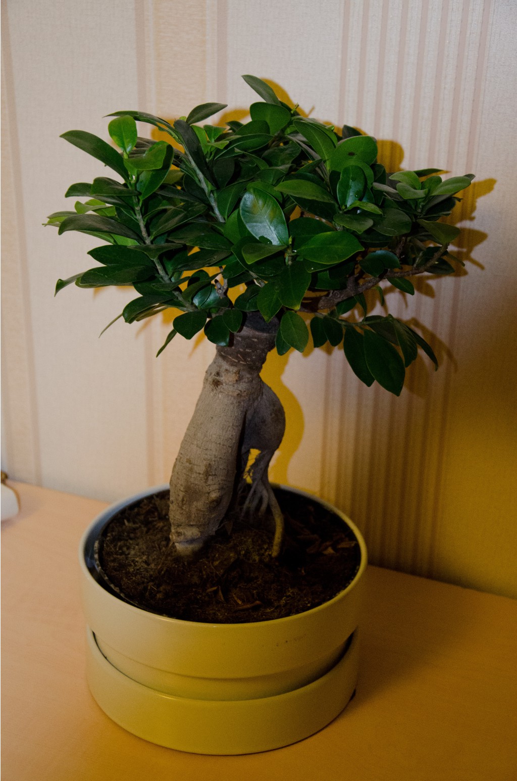 dsc22040.jpg