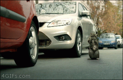 Cat-directs-car-accident (1).gif