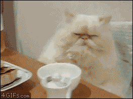 Table-cat-what-is-this.gif