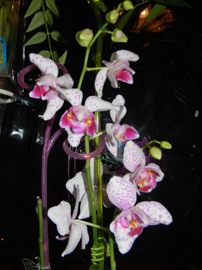 Phalaenopsis 'Pink Irbis' Peloric