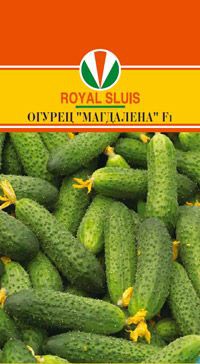 ОГУРЕЦ МАГДАЛЕНА F1_42.00+%