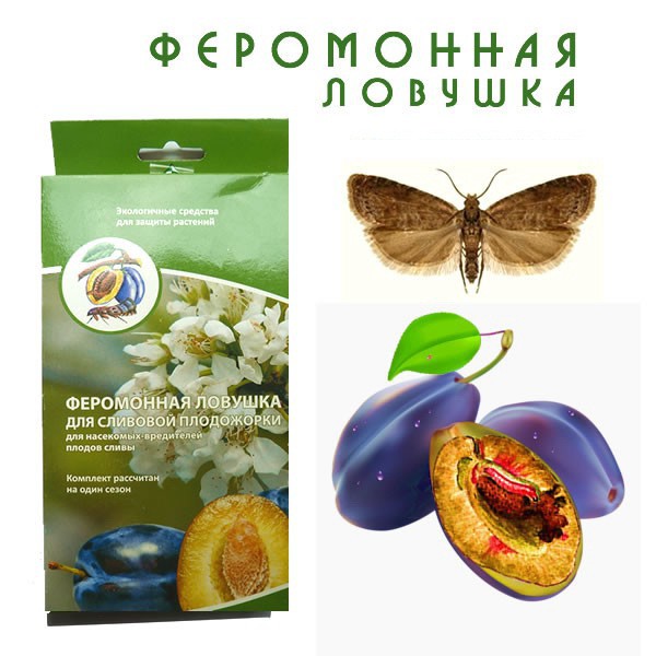 Феромонная ловушка для сливовой плодожорки_175+%