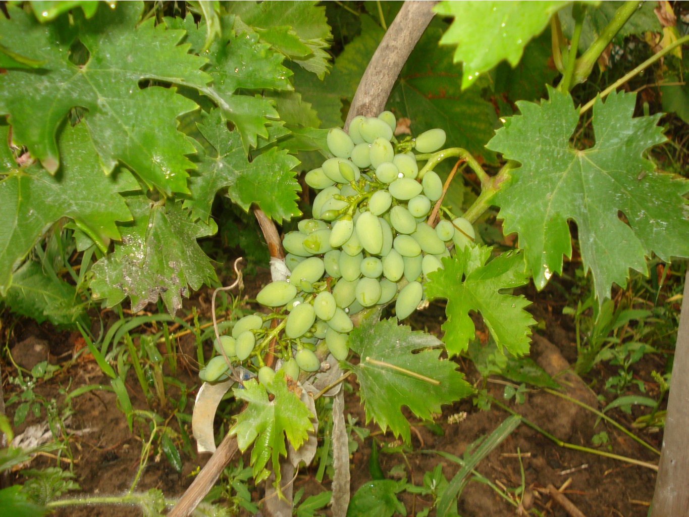 DSC05313.JPG<  БАКЛАНОВСКИЙ