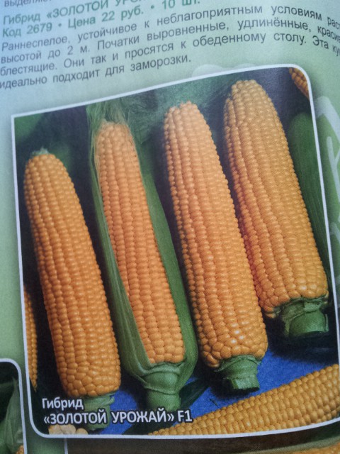 кукуруза золотой урожай.jpg