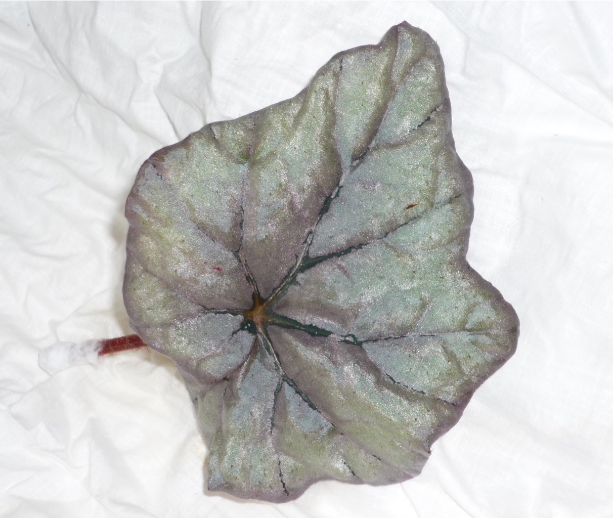 Dewdrop1.JPG