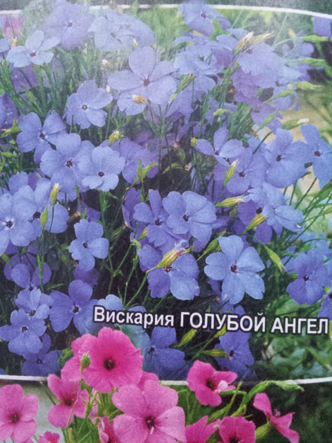 вискария голубой ангел.jpg