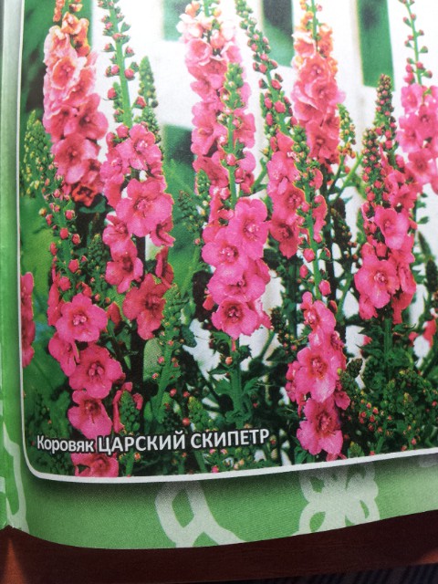 коровяк царский скипетр.jpg