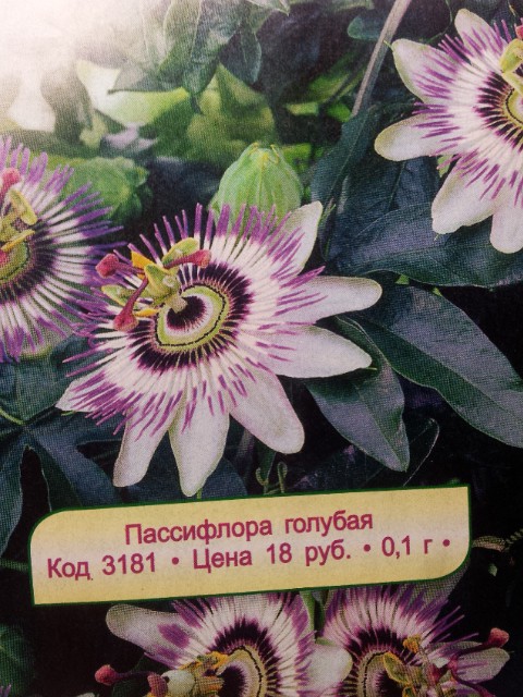 пассифлора голубая.jpg