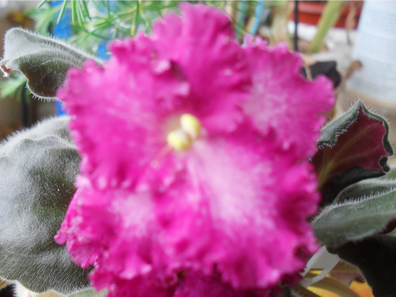 SDC14242.JPG