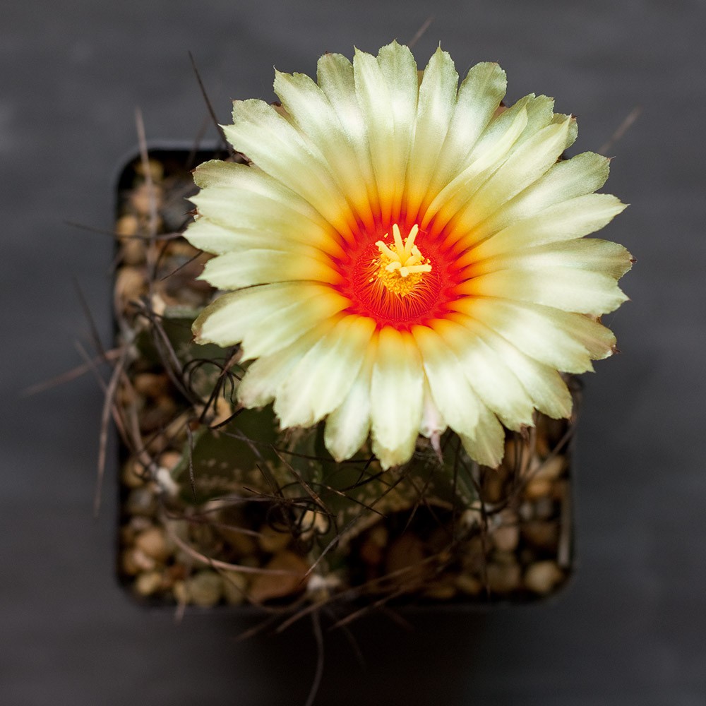 2010.05.19 Astrophytum capricorne var. minor