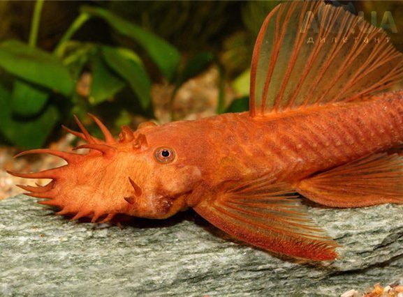 Ancistrus sp. Super RED