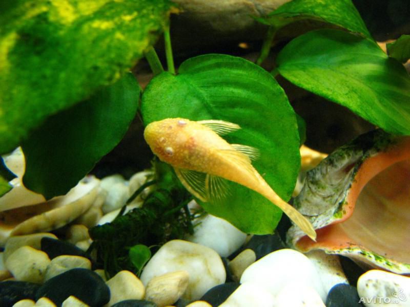   Ancistrus Albino Gold