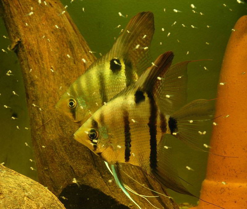    (Pterophyllum scalare Zebra)