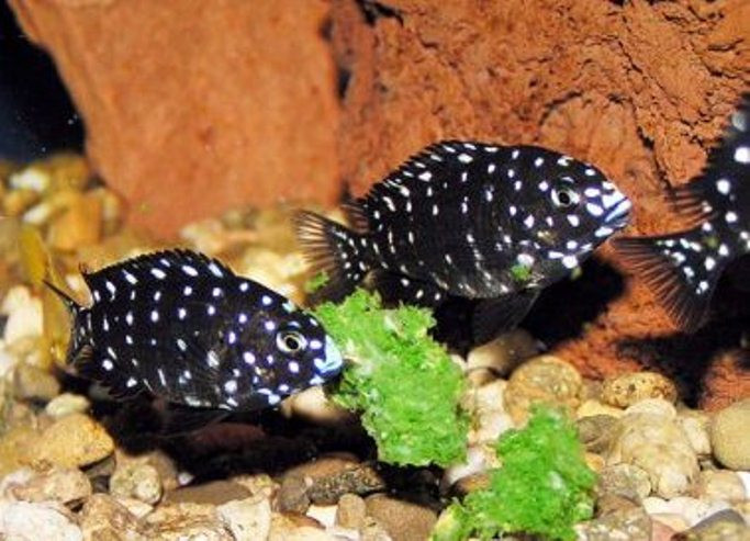   (Tropheus duboisi)  