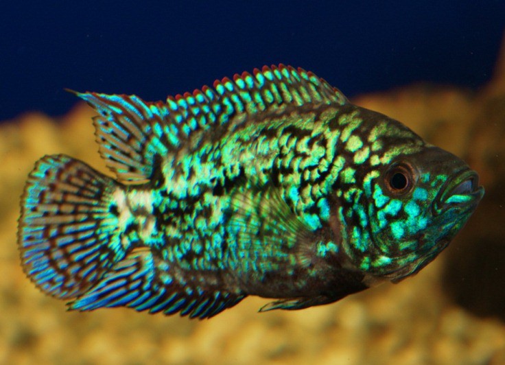 « » (Electric Blue Jack Dempsey)  (Archocentrus octofasciatum)