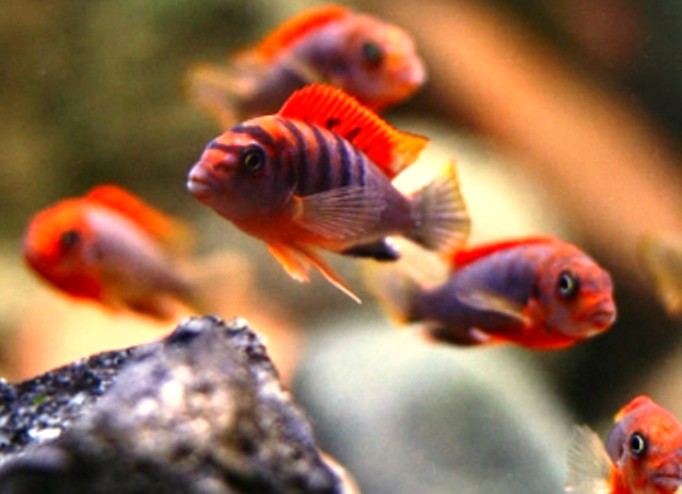    (LABIDOCHROMIS SPEC. \