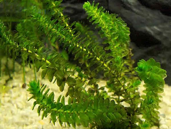  (Elodea)